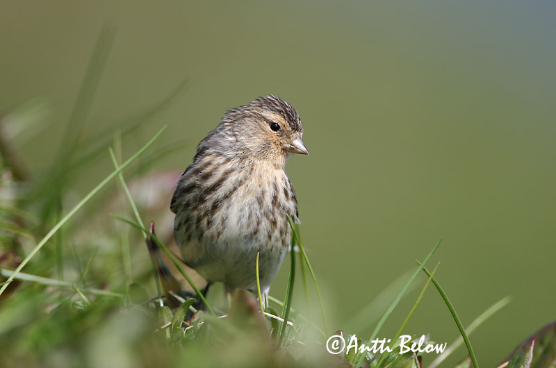 Avainsanat: Passerell bec-groc Bjergirisk Frater Twite Mägi-kanepilind Vuorihemppo Linotte à bec jaune Berghänfling Téli kenderike Lyngfinka Bergirisk Pintarrôxo-de-bico-amarelo Carduelis flavirostris Pardillo Piquigualdo Vinterhämpling