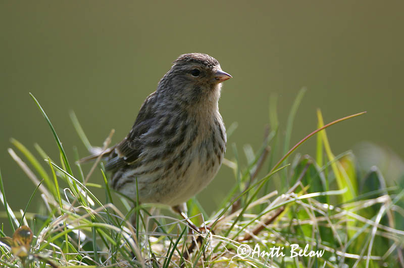 Avainsanat: Passerell bec-groc Bjergirisk Frater Twite Mägi-kanepilind Vuorihemppo Linotte à bec jaune Berghänfling Téli kenderike Lyngfinka Bergirisk Pintarrôxo-de-bico-amarelo Carduelis flavirostris Pardillo Piquigualdo Vinterhämpling