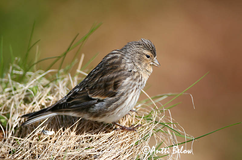 Avainsanat: Passerell bec-groc Bjergirisk Frater Twite Mägi-kanepilind Vuorihemppo Linotte à bec jaune Berghänfling Téli kenderike Lyngfinka Bergirisk Pintarrôxo-de-bico-amarelo Carduelis flavirostris Pardillo Piquigualdo Vinterhämpling