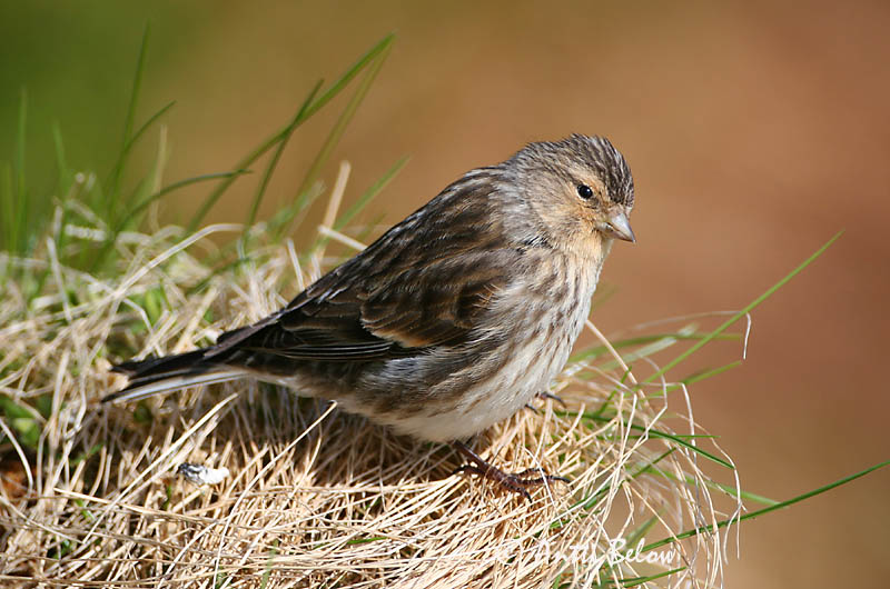 Avainsanat: Passerell bec-groc Bjergirisk Frater Twite Mägi-kanepilind Vuorihemppo Linotte à bec jaune Berghänfling Téli kenderike Lyngfinka Bergirisk Pintarrôxo-de-bico-amarelo Carduelis flavirostris Pardillo Piquigualdo Vinterhämpling