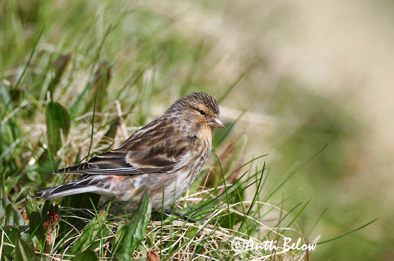 Avainsanat: Passerell bec-groc Bjergirisk Frater Twite Mägi-kanepilind Vuorihemppo Linotte à bec jaune Berghänfling Téli kenderike Lyngfinka Bergirisk Pintarrôxo-de-bico-amarelo Carduelis flavirostris Pardillo Piquigualdo Vinterhämpling