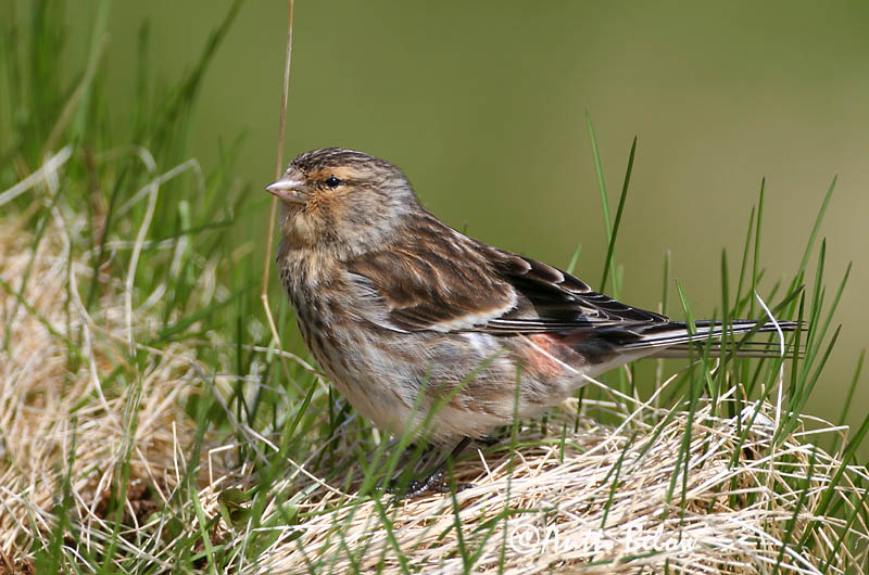 Avainsanat: Passerell bec-groc Bjergirisk Frater Twite Mägi-kanepilind Vuorihemppo Linotte à bec jaune Berghänfling Téli kenderike Lyngfinka Bergirisk Pintarrôxo-de-bico-amarelo Carduelis flavirostris Pardillo Piquigualdo Vinterhämpling
