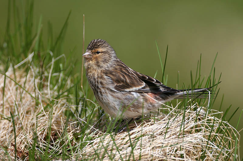 Avainsanat: Passerell bec-groc Bjergirisk Frater Twite Mägi-kanepilind Vuorihemppo Linotte à bec jaune Berghänfling Téli kenderike Lyngfinka Bergirisk Pintarrôxo-de-bico-amarelo Carduelis flavirostris Pardillo Piquigualdo Vinterhämpling