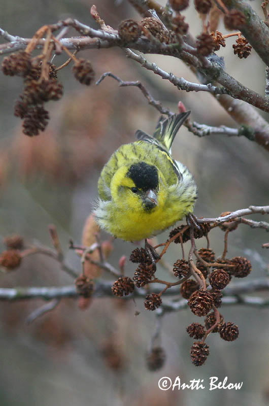 Avainsanat: Lluer Grønsisken Sijs Eurasian Siskin Siisike Vihervarpunen Tarin des aulnes Erlenzeisig Csíz Barrfinka Grønnsisik Lugre Carduelis spinus Lúgano Grönsiska