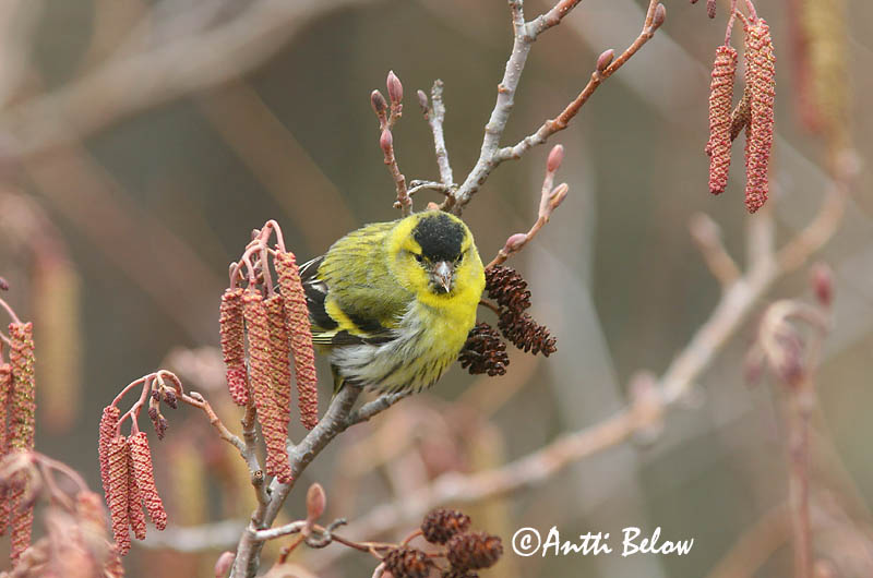 Avainsanat: Lluer Grønsisken Sijs Eurasian Siskin Siisike Vihervarpunen Tarin des aulnes Erlenzeisig Csíz Barrfinka Grønnsisik Lugre Carduelis spinus Lúgano Grönsiska