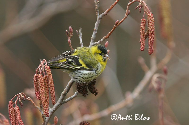 Avainsanat: Lluer Grønsisken Sijs Eurasian Siskin Siisike Vihervarpunen Tarin des aulnes Erlenzeisig Csíz Barrfinka Grønnsisik Lugre Carduelis spinus Lúgano Grönsiska