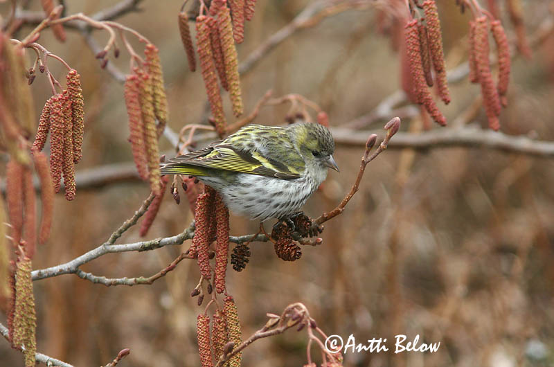 Avainsanat: Lluer Grønsisken Sijs Eurasian Siskin Siisike Vihervarpunen Tarin des aulnes Erlenzeisig Csíz Barrfinka Grønnsisik Lugre Carduelis spinus Lúgano Grönsiska