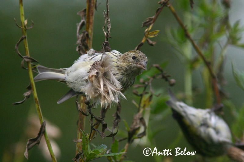 Avainsanat: Lluer Grønsisken Sijs Eurasian Siskin Siisike Vihervarpunen Tarin des aulnes Erlenzeisig Csíz Barrfinka Grønnsisik Lugre Carduelis spinus Lúgano Grönsiska