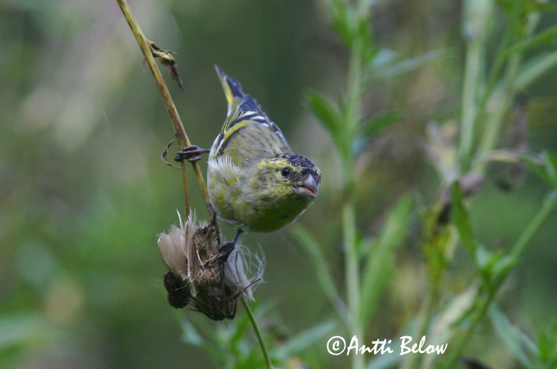 Avainsanat: Lluer Grønsisken Sijs Eurasian Siskin Siisike Vihervarpunen Tarin des aulnes Erlenzeisig Csíz Barrfinka Grønnsisik Lugre Carduelis spinus Lúgano Grönsiska