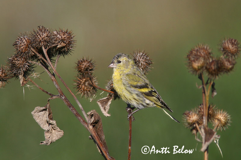 Avainsanat: Lluer Grønsisken Sijs Eurasian Siskin Siisike Vihervarpunen Tarin des aulnes Erlenzeisig Csíz Barrfinka Grønnsisik Lugre Carduelis spinus Lúgano Grönsiska