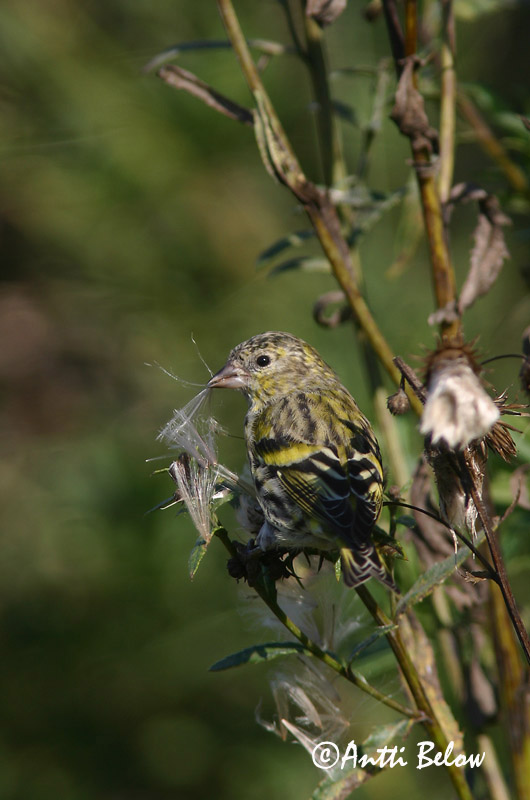 Avainsanat: Lluer Grønsisken Sijs Eurasian Siskin Siisike Vihervarpunen Tarin des aulnes Erlenzeisig Csíz Barrfinka Grønnsisik Lugre Carduelis spinus Lúgano Grönsiska