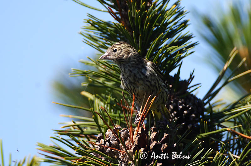 Avainsanat: Lluer Grønsisken Sijs Eurasian Siskin Siisike Vihervarpunen Tarin des aulnes Erlenzeisig Csíz Barrfinka Grønnsisik Lugre Carduelis spinus Lúgano Grönsiska