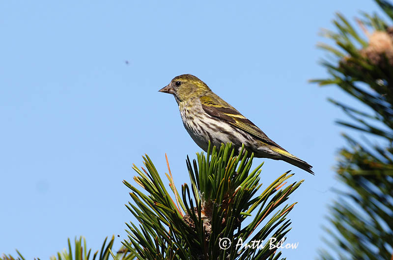 Avainsanat: Lluer Grønsisken Sijs Eurasian Siskin Siisike Vihervarpunen Tarin des aulnes Erlenzeisig Csíz Barrfinka Grønnsisik Lugre Carduelis spinus Lúgano Grönsiska