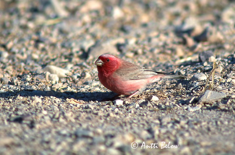 Avainsanat: Sinairoodmus Sinai Rosefinch Rotkopunavarpunen Roselin du Sinaï Sinaigimpel Ørkenrosenfink Carpodacus synoicus Camachuelo del Sinaí Sinairosenfink