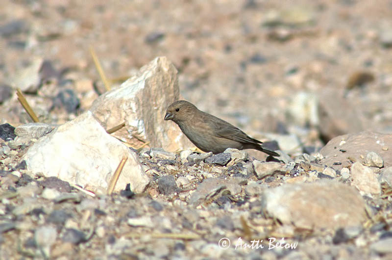 Avainsanat: Sinairoodmus Sinai Rosefinch Rotkopunavarpunen Roselin du Sinaï Sinaigimpel Ørkenrosenfink Carpodacus synoicus Camachuelo del Sinaí Sinairosenfink