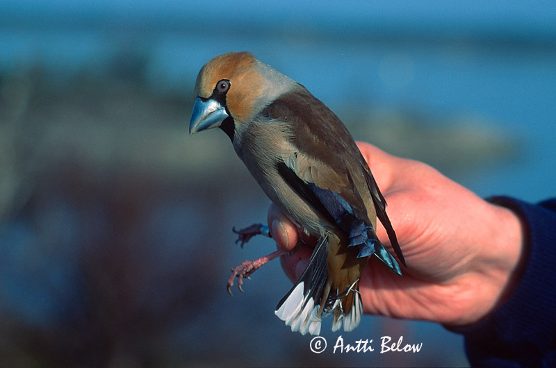 Avainsanat: Durbec Kærnebider Appelvink Hawfinch Suurnokk-vint suurnokk Nokkavarpunen Grosbec casse-noyaux Kernbeißer Meggyvágó Kjarnbítur Kjernebiter Bico-grossudo Coccothraustes coccothraustes Picogordo Stenknäck