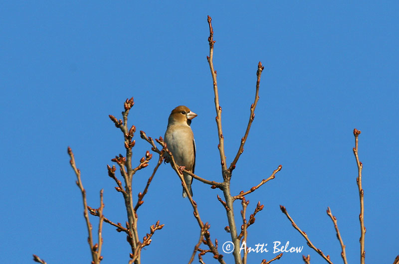 Avainsanat: Durbec Kærnebider Appelvink Hawfinch Suurnokk-vint suurnokk Nokkavarpunen Grosbec casse-noyaux Kernbeißer Meggyvágó Kjarnbítur Kjernebiter Bico-grossudo Coccothraustes coccothraustes Picogordo Stenknäck