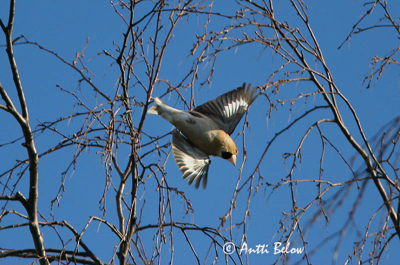 Avainsanat: Durbec Kærnebider Appelvink Hawfinch Suurnokk-vint suurnokk Nokkavarpunen Grosbec casse-noyaux Kernbeißer Meggyvágó Kjarnbítur Kjernebiter Bico-grossudo Coccothraustes coccothraustes Picogordo Stenknäck