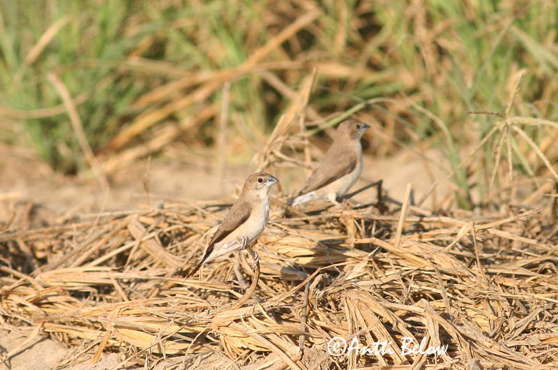 Avainsanat: Intianvahanokka Indian Silverbill Capucin bec-de-plomb Malabarfasänchen Euodice malabarica Monjita Picoplomo Indisk silvernäbb