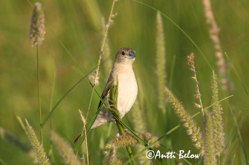 Avainsanat: Intianvahanokka Indian Silverbill Capucin bec-de-plomb Malabarfasänchen Euodice malabarica Monjita Picoplomo Indisk silvernäbb