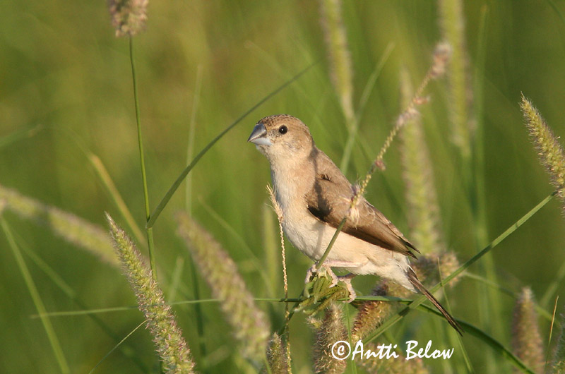 Avainsanat: Intianvahanokka Indian Silverbill Capucin bec-de-plomb Malabarfasänchen Euodice malabarica Monjita Picoplomo Indisk silvernäbb