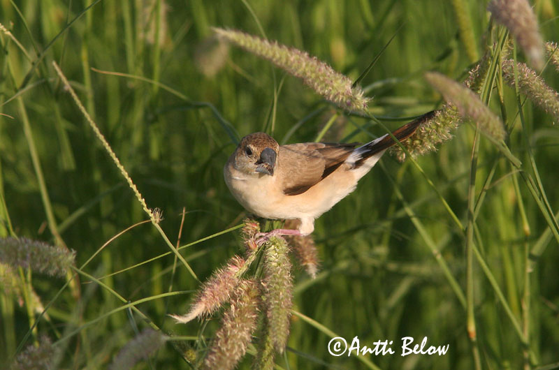 Avainsanat: Intianvahanokka Indian Silverbill Capucin bec-de-plomb Malabarfasänchen Euodice malabarica Monjita Picoplomo Indisk silvernäbb
