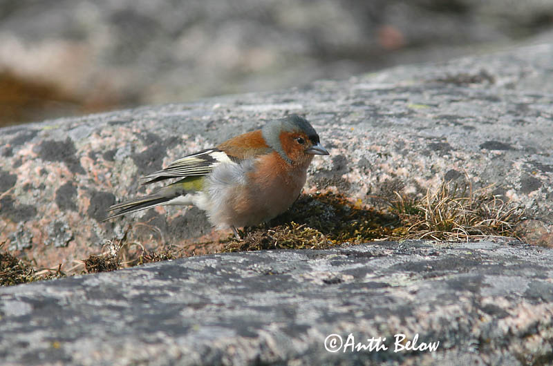 Avainsanat: Pinsà comú Bogfinke Vink Common Chaffinch Metsvint Peippo Pinson des arbres Buchfink Erdei pinty Bókfinka Bokfink Tentilhão-comum Fringilla coelebs Pinzón Común Bofink