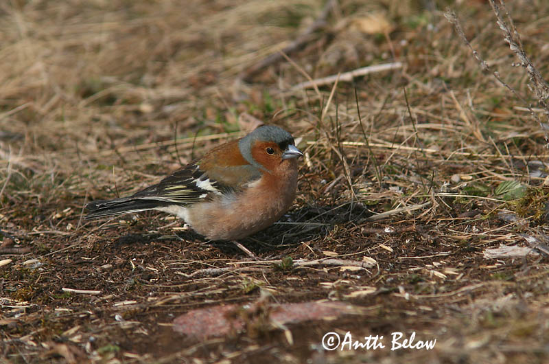 Avainsanat: Pinsà comú Bogfinke Vink Common Chaffinch Metsvint Peippo Pinson des arbres Buchfink Erdei pinty Bókfinka Bokfink Tentilhão-comum Fringilla coelebs Pinzón Común Bofink
