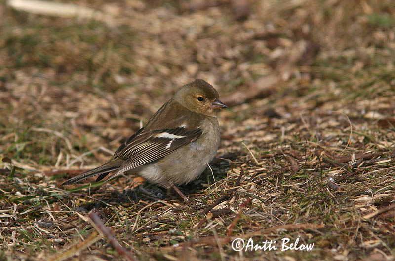 Avainsanat: Pinsà comú Bogfinke Vink Common Chaffinch Metsvint Peippo Pinson des arbres Buchfink Erdei pinty Bókfinka Bokfink Tentilhão-comum Fringilla coelebs Pinzón Común Bofink