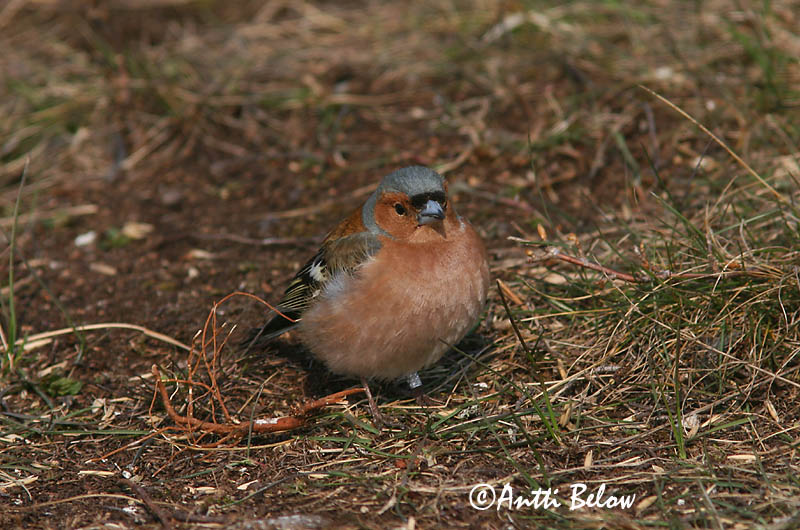 Avainsanat: Pinsà comú Bogfinke Vink Common Chaffinch Metsvint Peippo Pinson des arbres Buchfink Erdei pinty Bókfinka Bokfink Tentilhão-comum Fringilla coelebs Pinzón Común Bofink