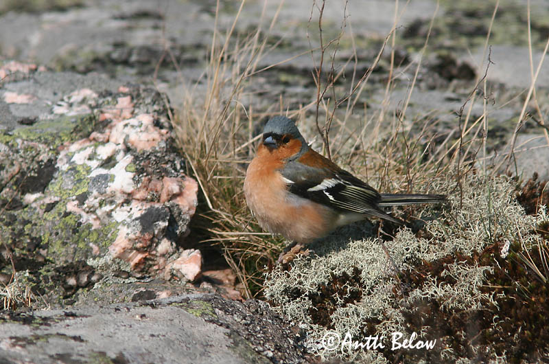 Avainsanat: Pinsà comú Bogfinke Vink Common Chaffinch Metsvint Peippo Pinson des arbres Buchfink Erdei pinty Bókfinka Bokfink Tentilhão-comum Fringilla coelebs Pinzón Común Bofink