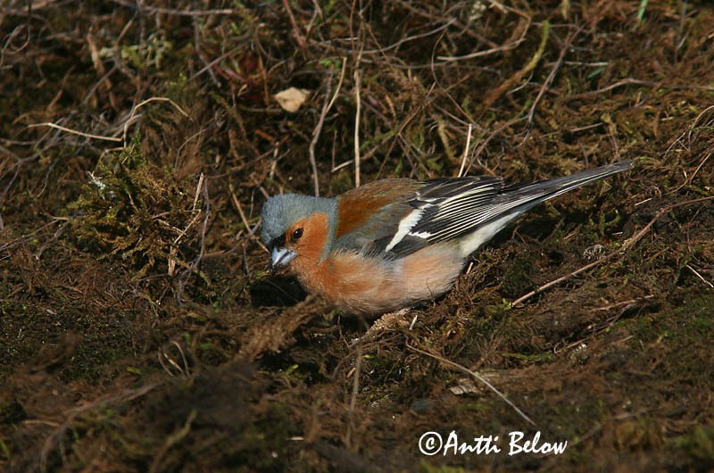 Avainsanat: Pinsà comú Bogfinke Vink Common Chaffinch Metsvint Peippo Pinson des arbres Buchfink Erdei pinty Bókfinka Bokfink Tentilhão-comum Fringilla coelebs Pinzón Común Bofink