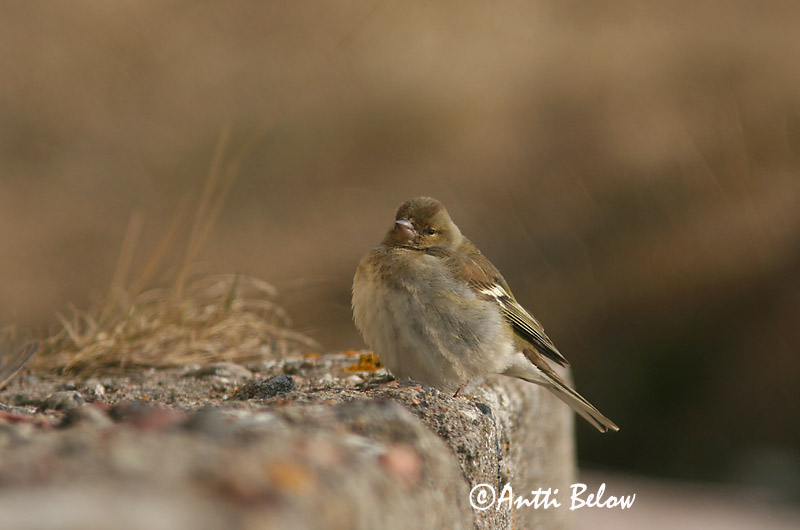 Avainsanat: Pinsà comú Bogfinke Vink Common Chaffinch Metsvint Peippo Pinson des arbres Buchfink Erdei pinty Bókfinka Bokfink Tentilhão-comum Fringilla coelebs Pinzón Común Bofink