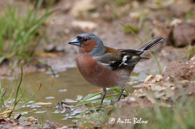 Avainsanat: Pinsà comú Bogfinke Vink Common Chaffinch Metsvint Peippo Pinson des arbres Buchfink Erdei pinty Bókfinka Bokfink Tentilhão-comum Fringilla coelebs Pinzón Común Bofink