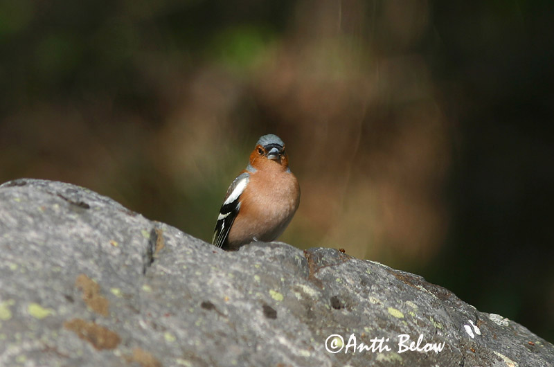 Avainsanat: Pinsà comú Bogfinke Vink Common Chaffinch Metsvint Peippo Pinson des arbres Buchfink Erdei pinty Bókfinka Bokfink Tentilhão-comum Fringilla coelebs Pinzón Común Bofink