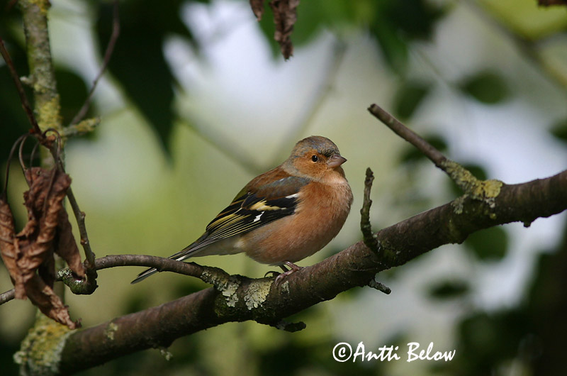 Avainsanat: Pinsà comú Bogfinke Vink Common Chaffinch Metsvint Peippo Pinson des arbres Buchfink Erdei pinty Bókfinka Bokfink Tentilhão-comum Fringilla coelebs Pinzón Común Bofink