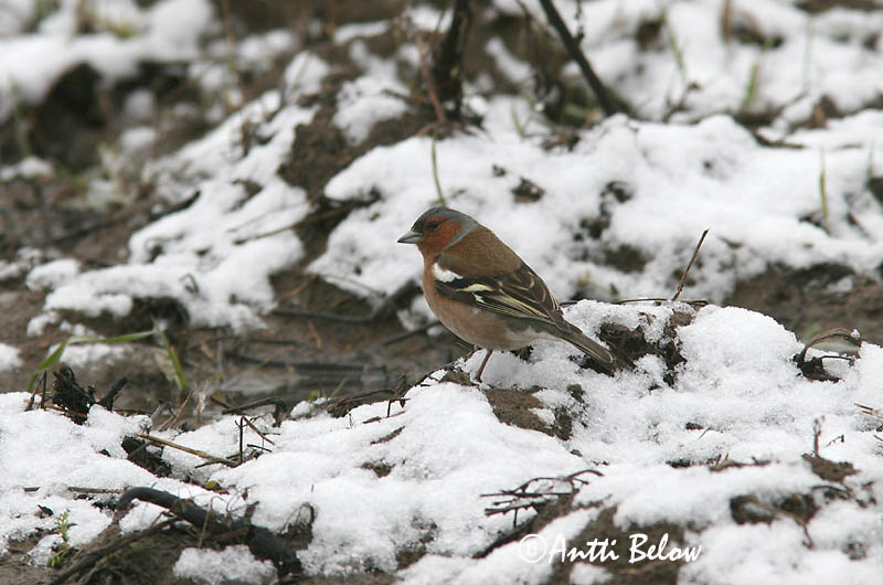 Avainsanat: Pinsà comú Bogfinke Vink Common Chaffinch Metsvint Peippo Pinson des arbres Buchfink Erdei pinty Bókfinka Bokfink Tentilhão-comum Fringilla coelebs Pinzón Común Bofink