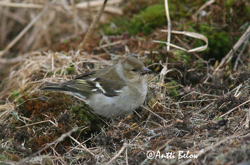 Avainsanat: Pinsà comú Bogfinke Vink Common Chaffinch Metsvint Peippo Pinson des arbres Buchfink Erdei pinty Bókfinka Bokfink Tentilhão-comum Fringilla coelebs Pinzón Común Bofink