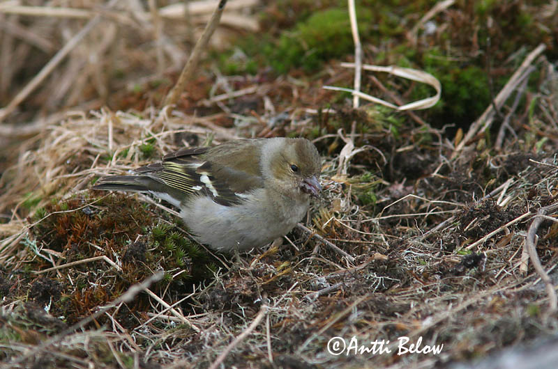 Avainsanat: Pinsà comú Bogfinke Vink Common Chaffinch Metsvint Peippo Pinson des arbres Buchfink Erdei pinty Bókfinka Bokfink Tentilhão-comum Fringilla coelebs Pinzón Común Bofink