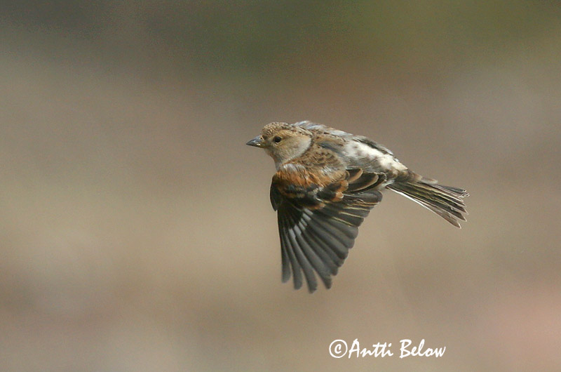 Avainsanat: Pinsà mec Kvækerfinke Keep Brambling Põhjavint Järripeippo Pinson du Nord Bergfink Fenyopinty Fjallafinka  Tentilhão-montez Fringilla montifringilla Pinzón Real Bergfink