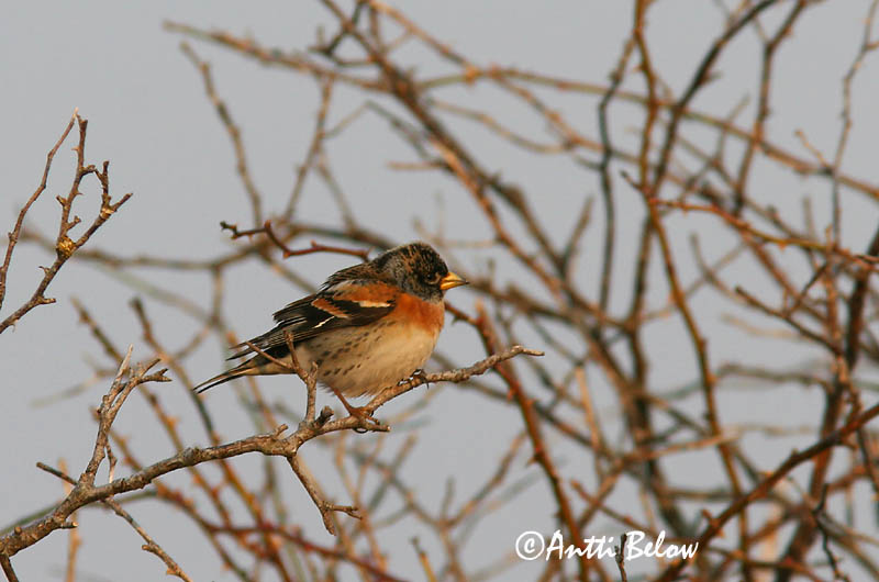 Avainsanat: Pinsà mec Kvækerfinke Keep Brambling Põhjavint Järripeippo Pinson du Nord Bergfink Fenyopinty Fjallafinka  Tentilhão-montez Fringilla montifringilla Pinzón Real Bergfink