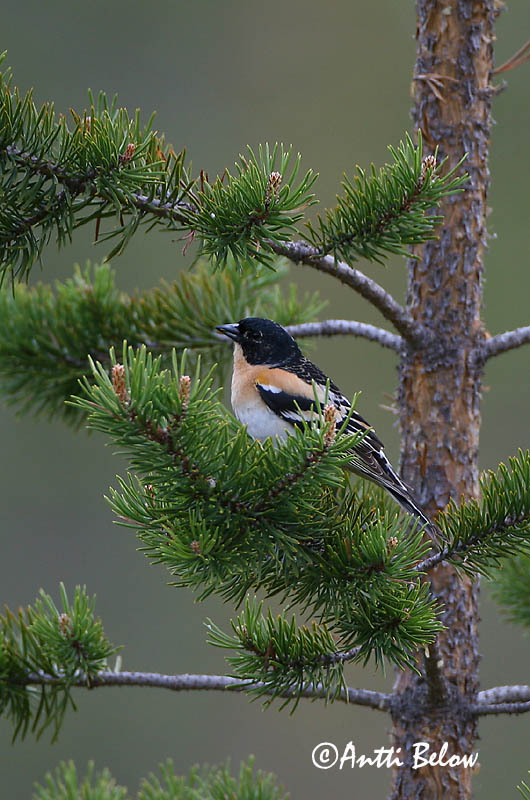 Avainsanat: Pinsà mec Kvækerfinke Keep Brambling Põhjavint Järripeippo Pinson du Nord Bergfink Fenyopinty Fjallafinka  Tentilhão-montez Fringilla montifringilla Pinzón Real Bergfink