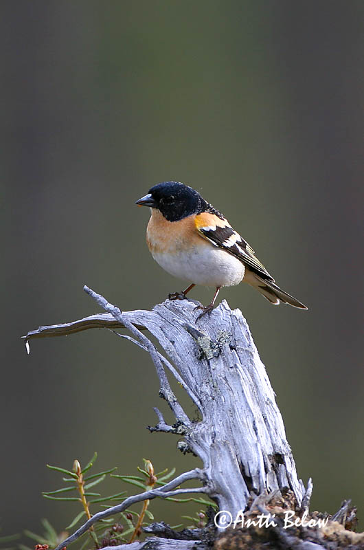 Avainsanat: Pinsà mec Kvækerfinke Keep Brambling Põhjavint Järripeippo Pinson du Nord Bergfink Fenyopinty Fjallafinka  Tentilhão-montez Fringilla montifringilla Pinzón Real Bergfink