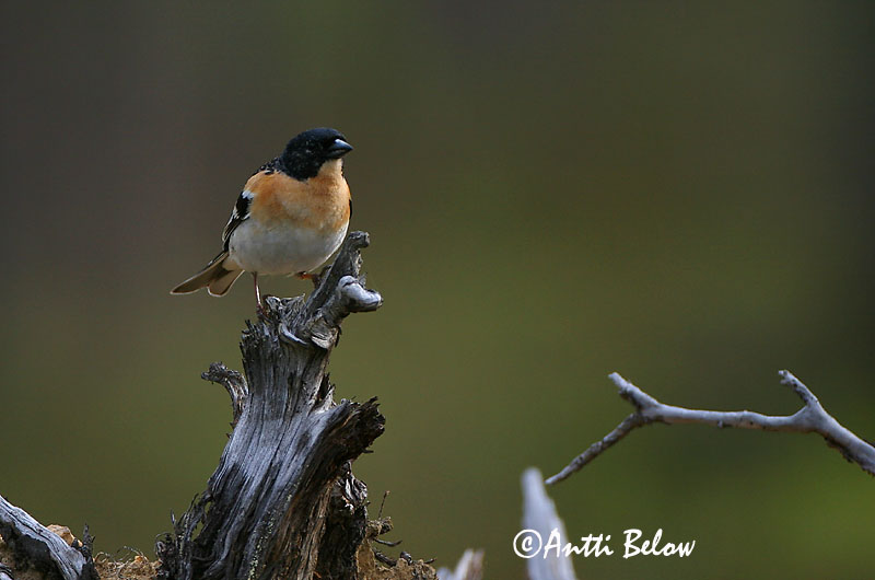 Avainsanat: Pinsà mec Kvækerfinke Keep Brambling Põhjavint Järripeippo Pinson du Nord Bergfink Fenyopinty Fjallafinka  Tentilhão-montez Fringilla montifringilla Pinzón Real Bergfink