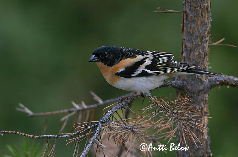 Avainsanat: Pinsà mec Kvækerfinke Keep Brambling Põhjavint Järripeippo Pinson du Nord Bergfink Fenyopinty Fjallafinka  Tentilhão-montez Fringilla montifringilla Pinzón Real Bergfink