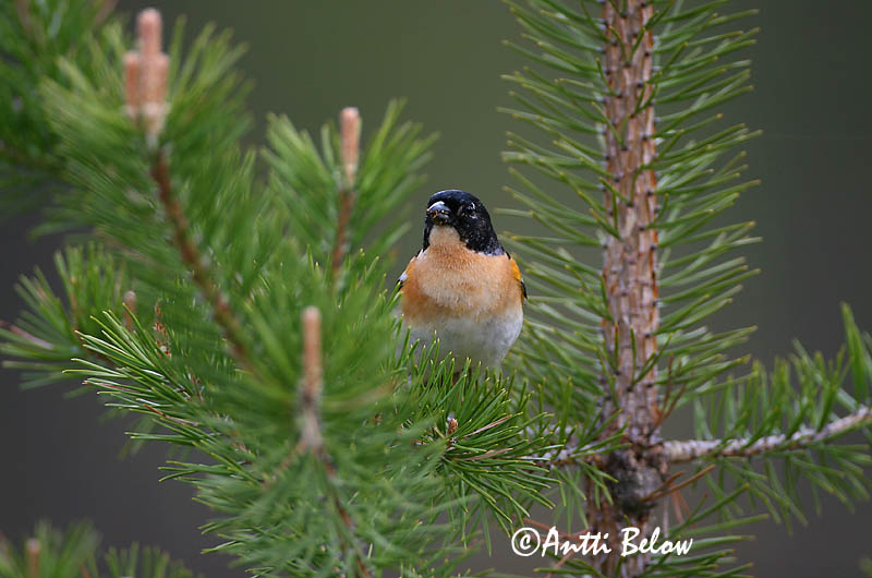 Avainsanat: Pinsà mec Kvækerfinke Keep Brambling Põhjavint Järripeippo Pinson du Nord Bergfink Fenyopinty Fjallafinka  Tentilhão-montez Fringilla montifringilla Pinzón Real Bergfink