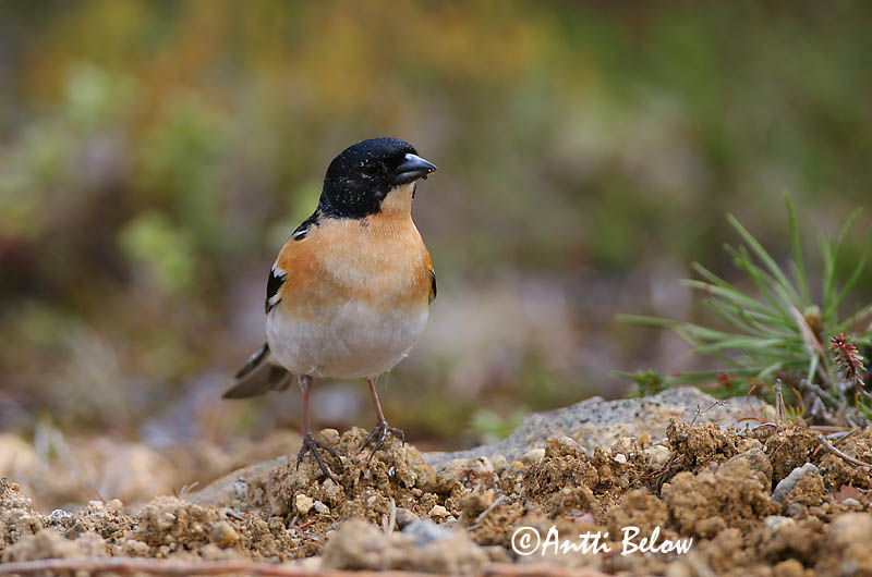 Avainsanat: Pinsà mec Kvækerfinke Keep Brambling Põhjavint Järripeippo Pinson du Nord Bergfink Fenyopinty Fjallafinka  Tentilhão-montez Fringilla montifringilla Pinzón Real Bergfink