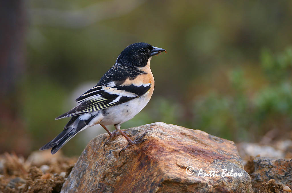 Avainsanat: Pinsà mec Kvækerfinke Keep Brambling Põhjavint Järripeippo Pinson du Nord Bergfink Fenyopinty Fjallafinka  Tentilhão-montez Fringilla montifringilla Pinzón Real Bergfink