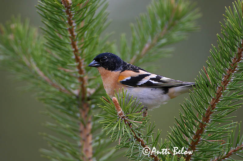 Avainsanat: Pinsà mec Kvækerfinke Keep Brambling Põhjavint Järripeippo Pinson du Nord Bergfink Fenyopinty Fjallafinka  Tentilhão-montez Fringilla montifringilla Pinzón Real Bergfink