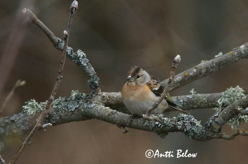 Avainsanat: Pinsà mec Kvækerfinke Keep Brambling Põhjavint Järripeippo Pinson du Nord Bergfink Fenyopinty Fjallafinka  Tentilhão-montez Fringilla montifringilla Pinzón Real Bergfink
